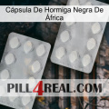 Cápsula De Hormiga Negra De África 17